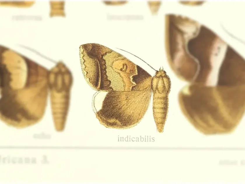 Ахея индиabilis