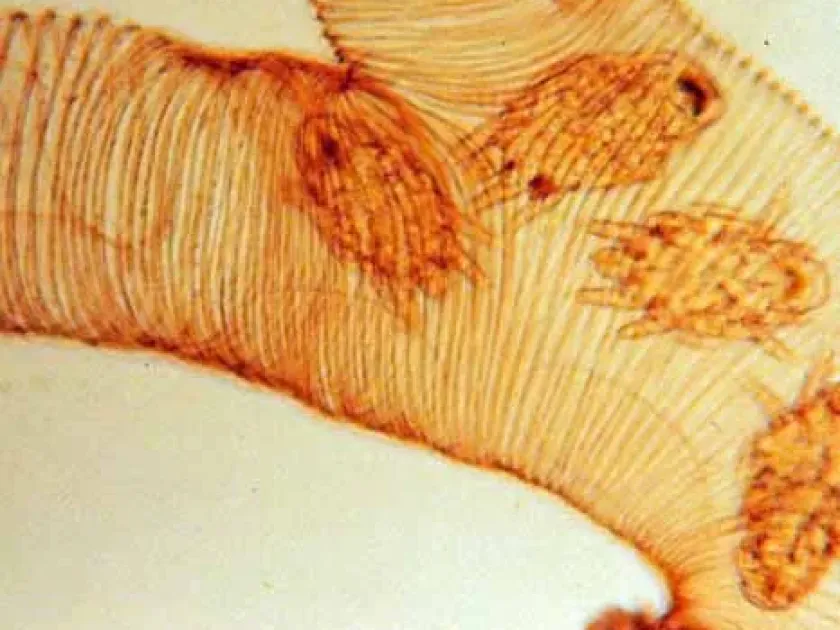 Acarapis