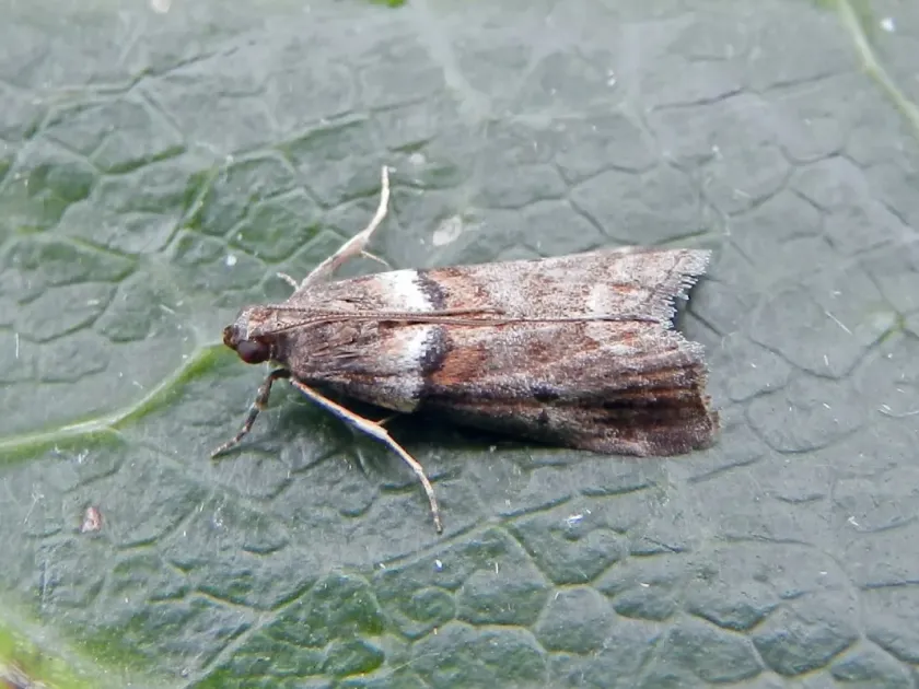 Oak leaf-roller moth