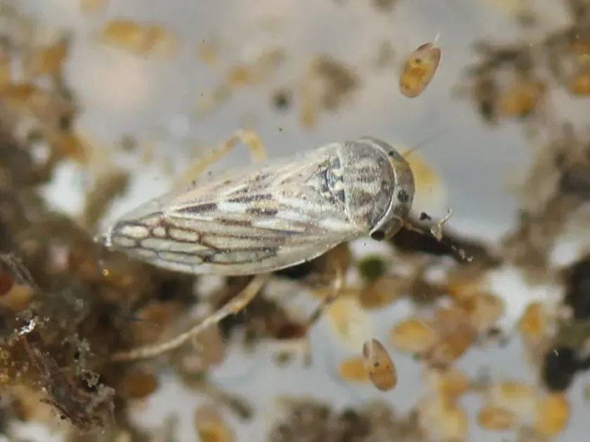Clover leafhopper