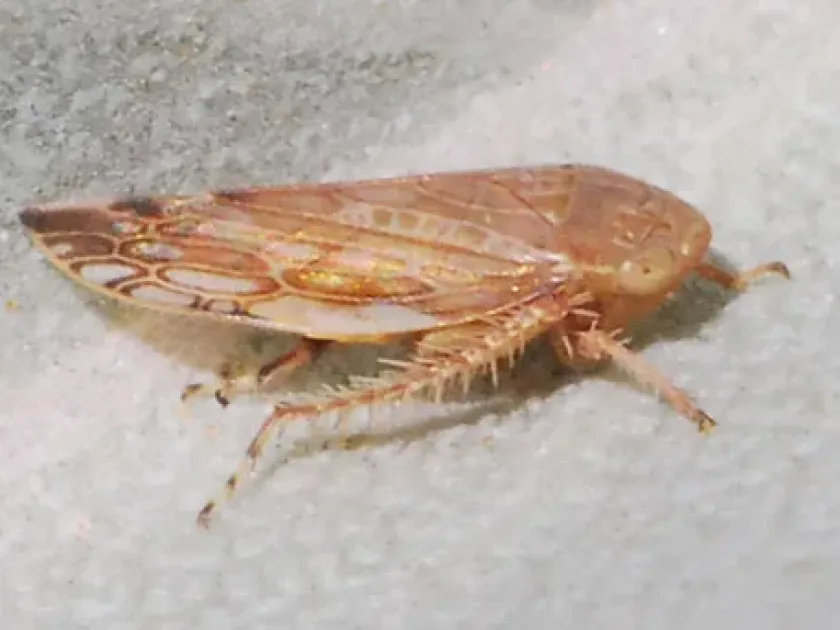 Acinopterus angulatus