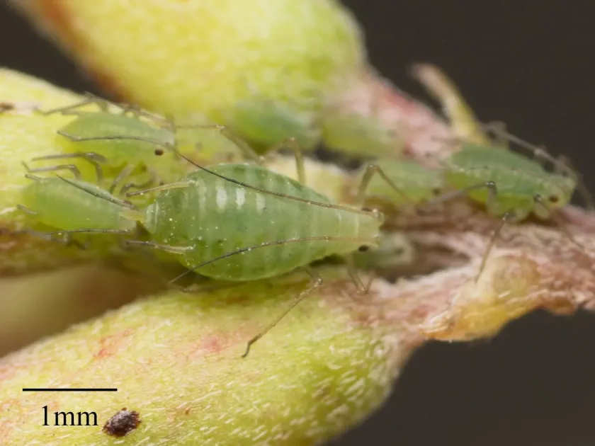 Blue alfalfa aphid