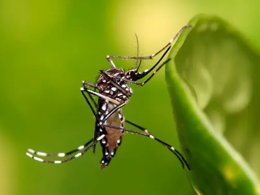 Yellow fever mosquito