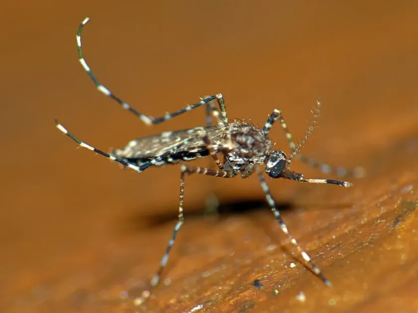 Aedes alternans