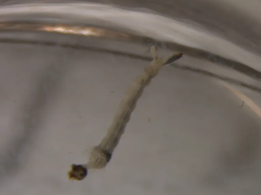 Australian mosquito