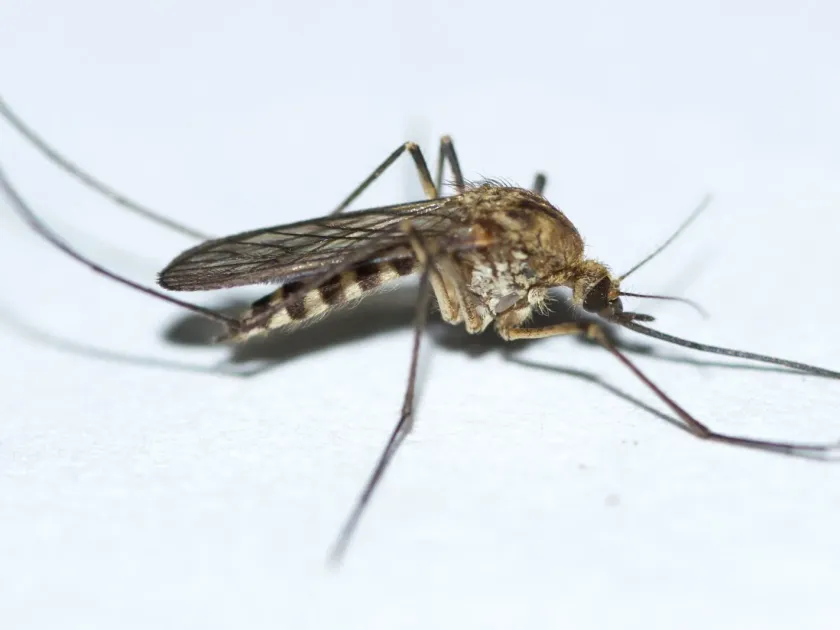 Aedes communis