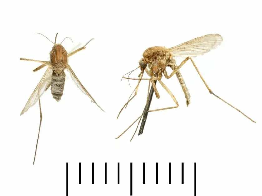 Saltmarsh mosquito