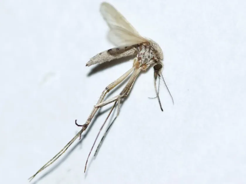 Salt marsh mosquito