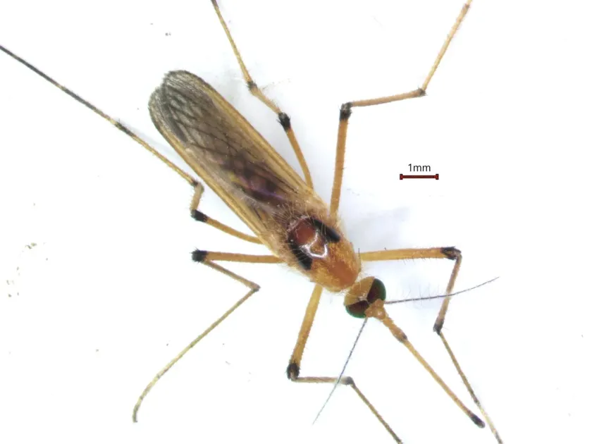 Yellow mosquito