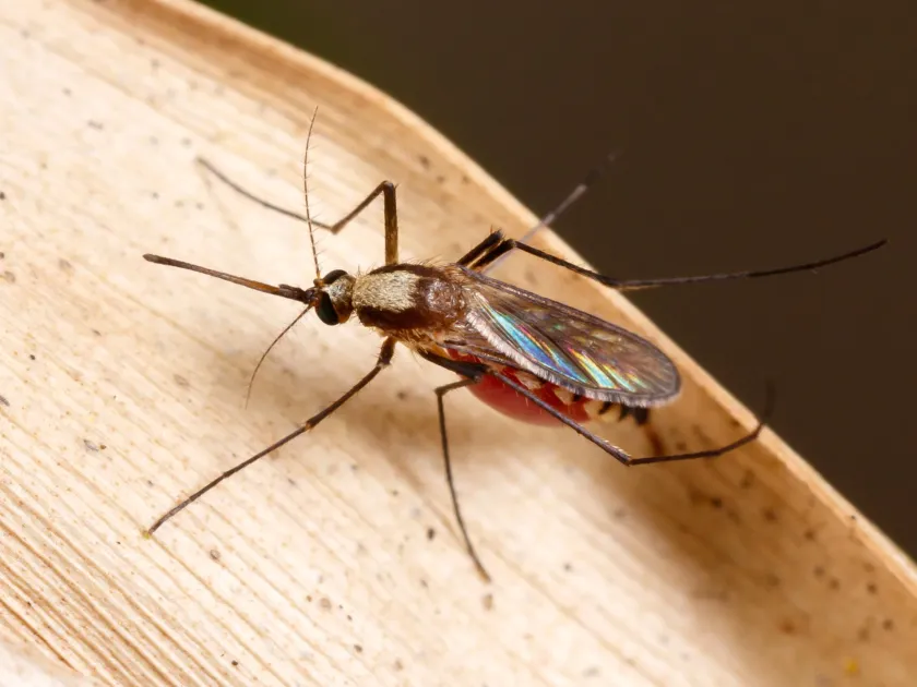 Aedes infirmatus mosquito