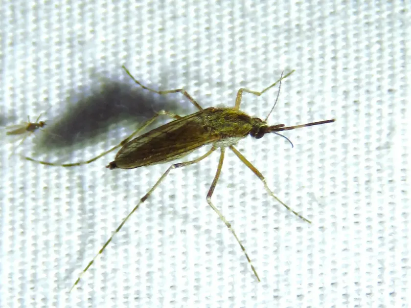 Dark-legged mosquito