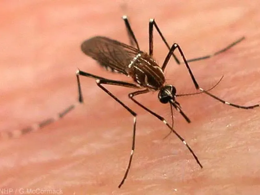 Polynesian mosquito