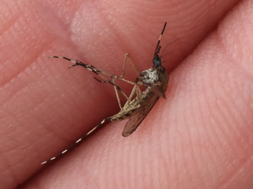 Salt marsh mosquito