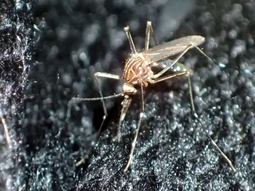 Aedes mosquito