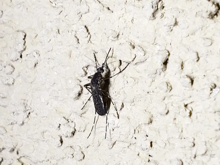 Coastal Saltmarsh Mosquito