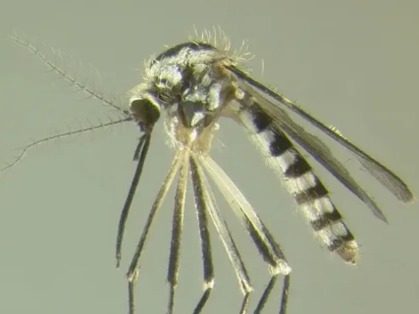 Eastern tree hole mosquito