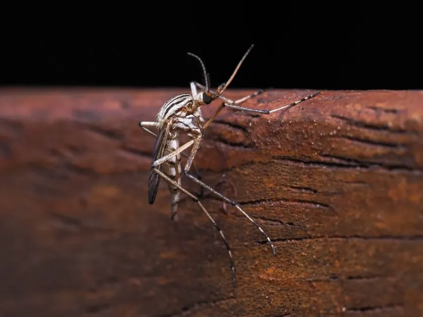 Комар Aedes vittiger