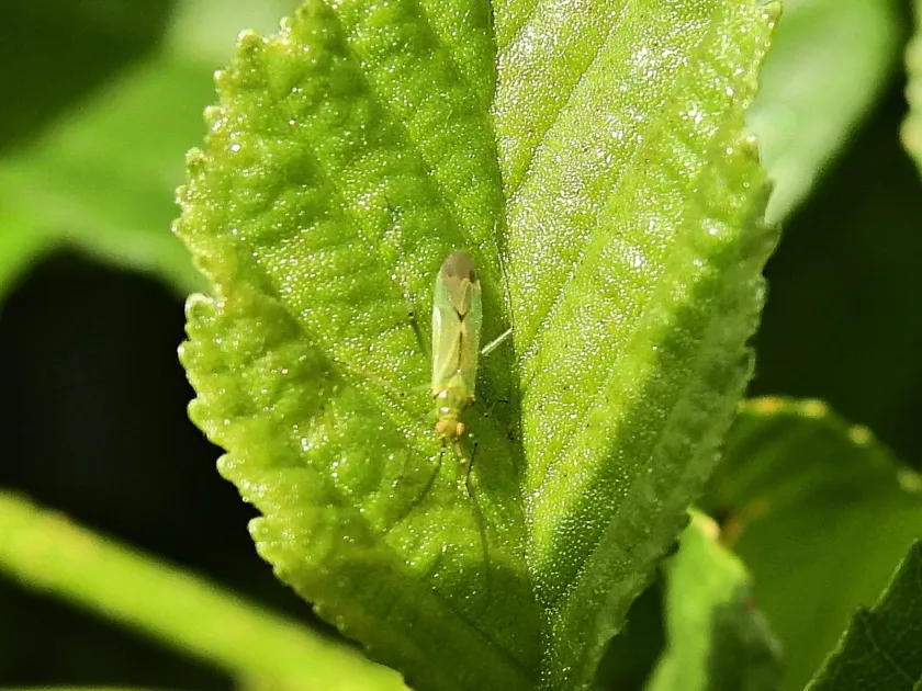 Blepharidopterus angulatus