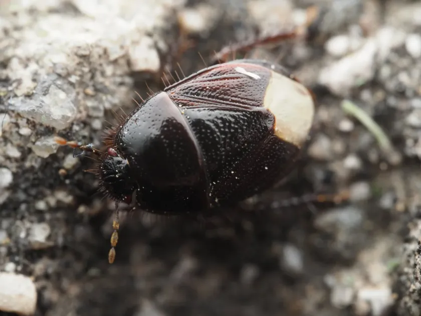Black burrower bug