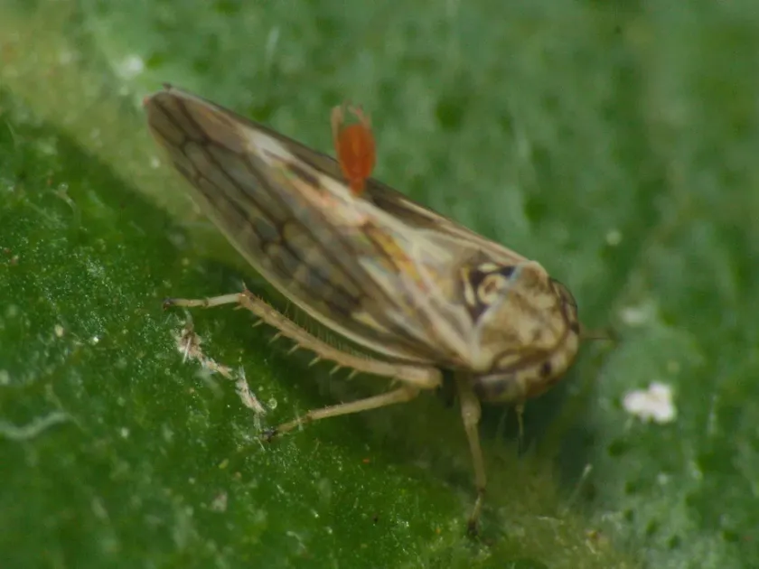 Agalliana ensigera