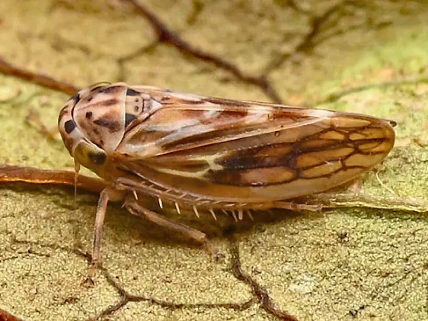 Agalliana