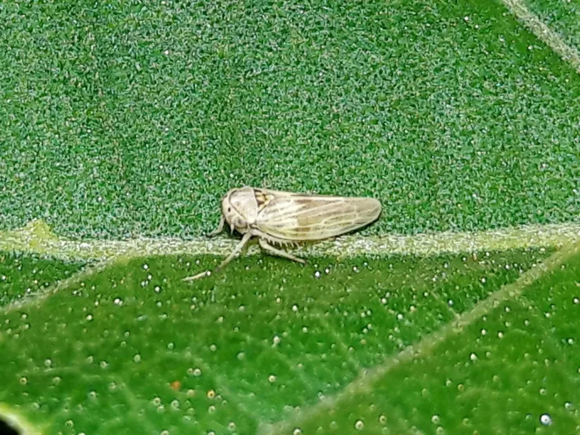 Agallia albidula