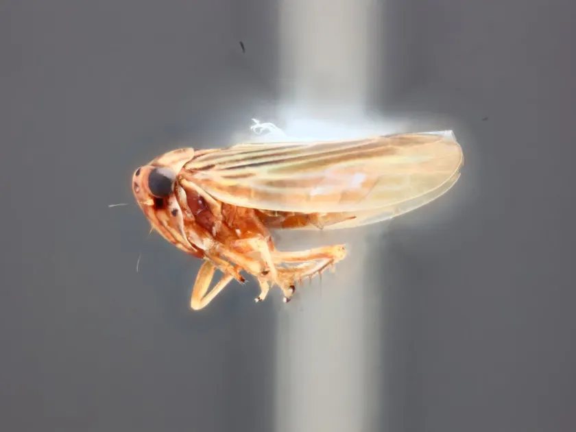 Agallia lingula