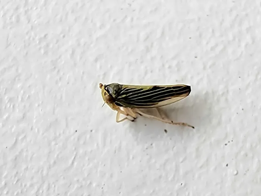 Agallia pulchra