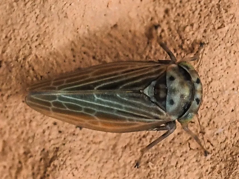 Agallia quadripunctata