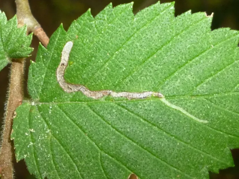 Leaf miner fly