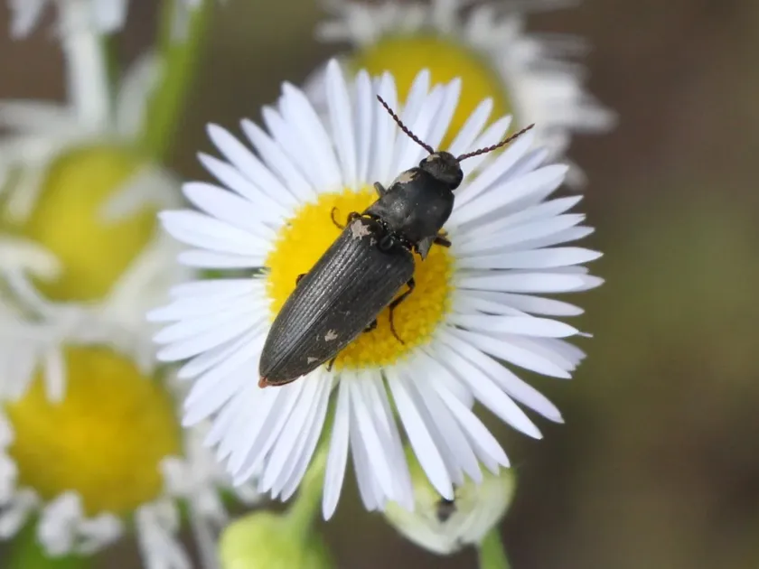 Agriotes gurgistanus
