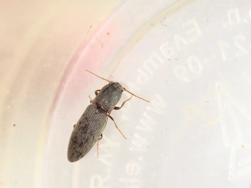 Щелкун Agriotes meticulosus