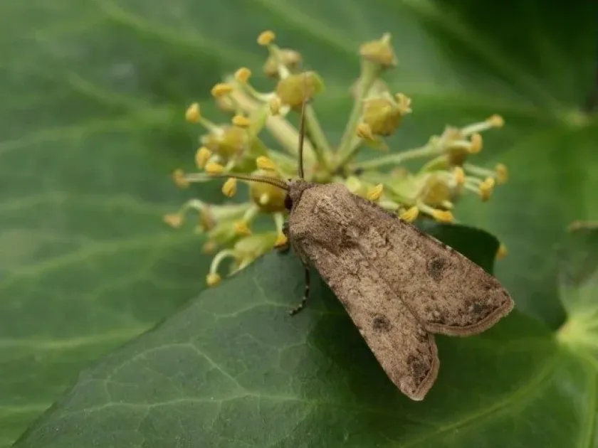 Turnip moth