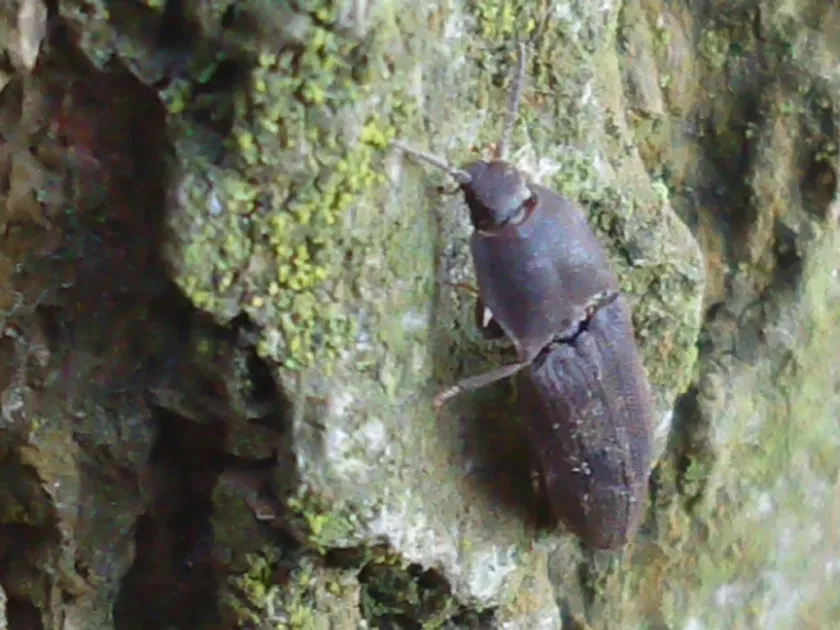 Agrypnus variabilis
