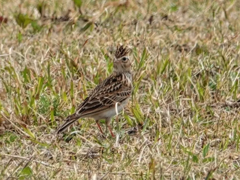 Japanese skylark