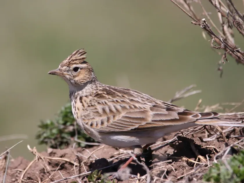 Skylark