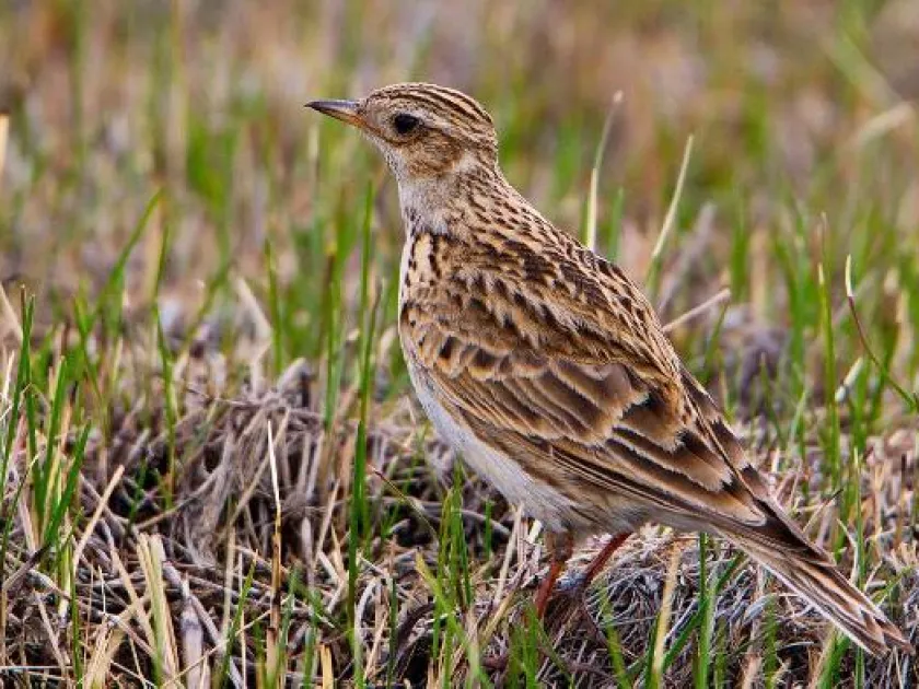 Eurasian skylark