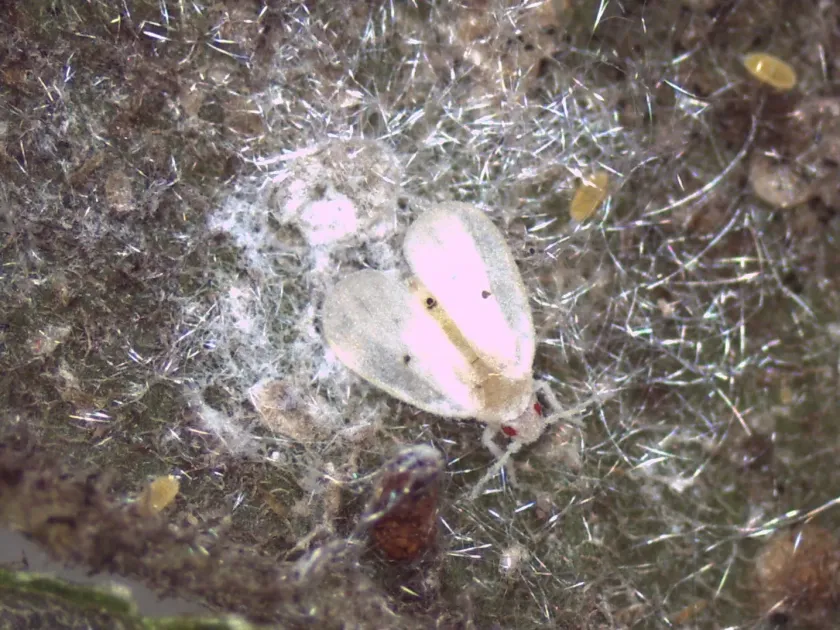 Cardin's Whitefly