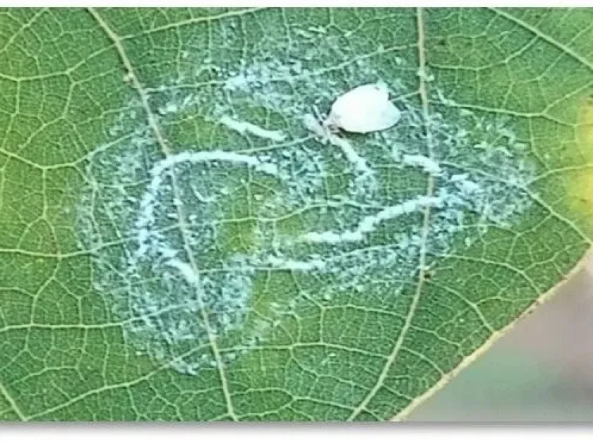 Spiraling whitefly