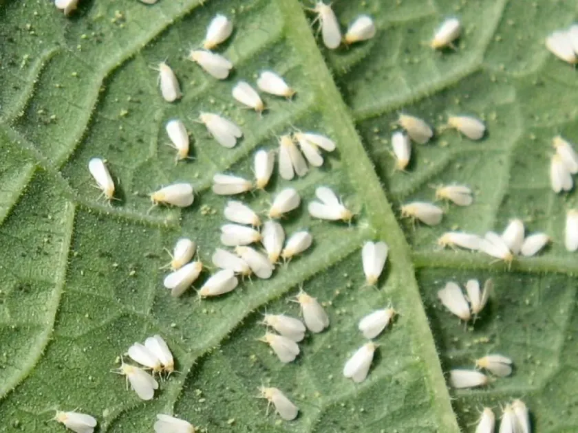 Maritime whitefly