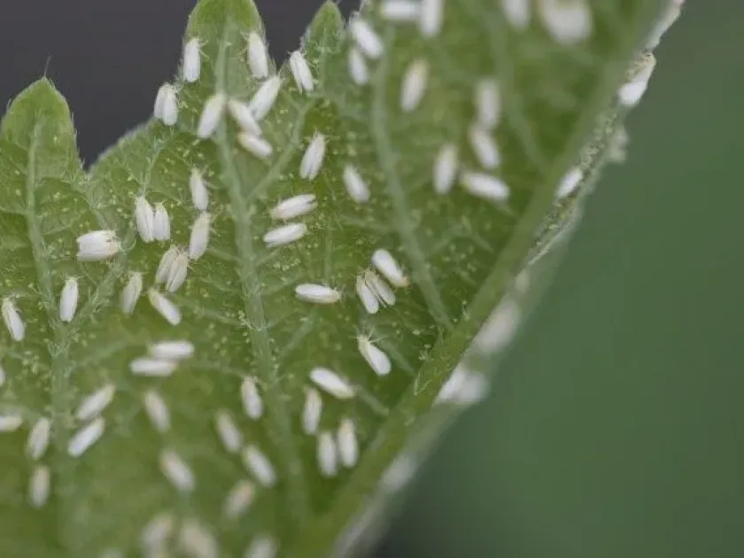 Tobacco whitefly