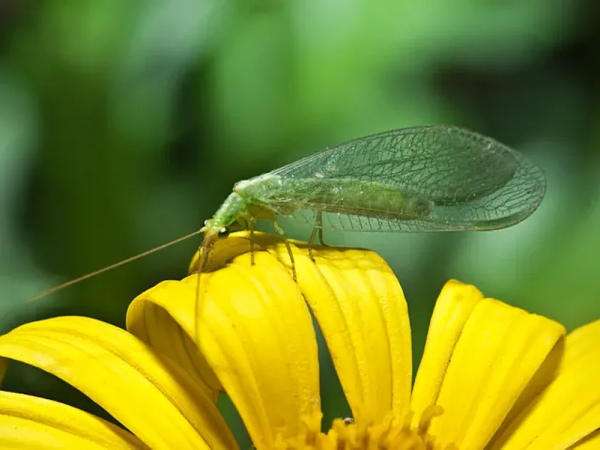 Chrysopa rambouri