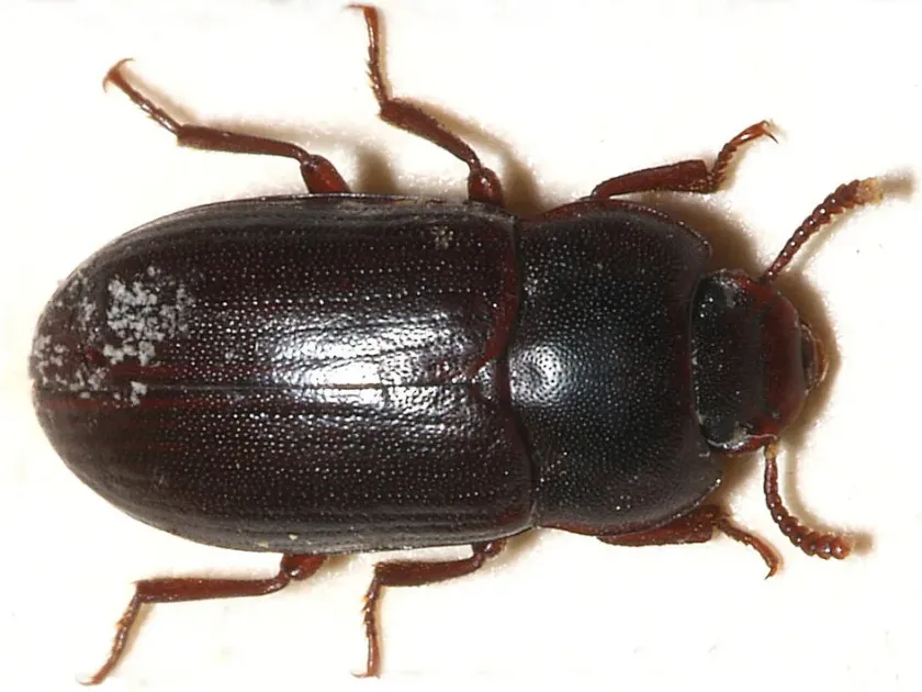 Lesser mealworm