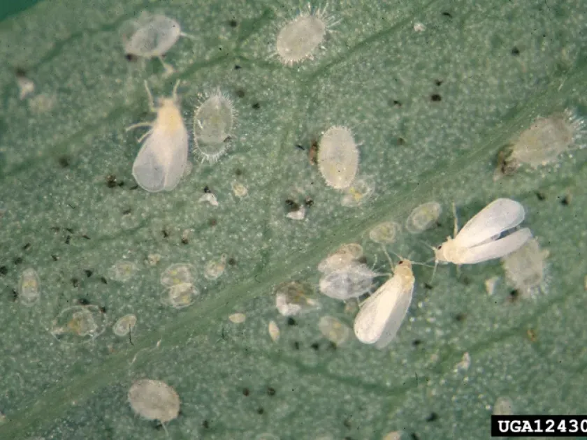 Cacao whitefly