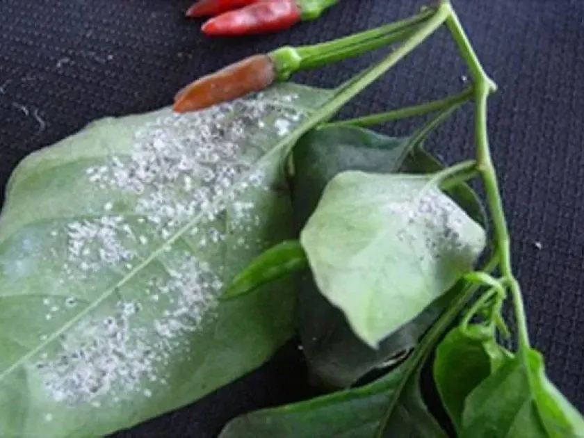 Woolly whitefly