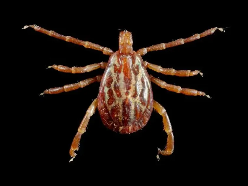 Amblyomma tuberculatum
