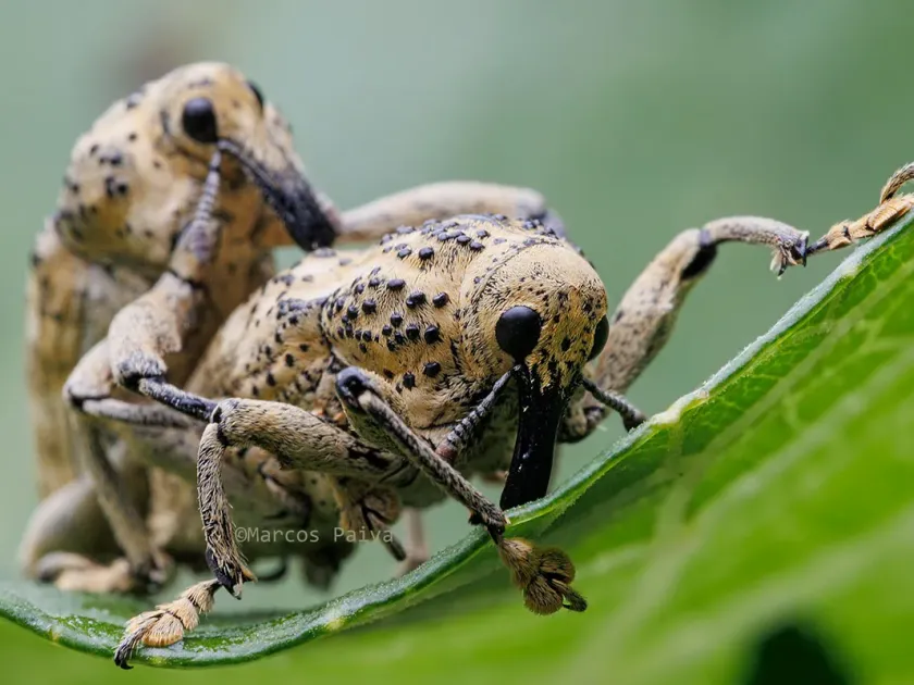 Пальмовый долгоносик Amerrhinus ynca