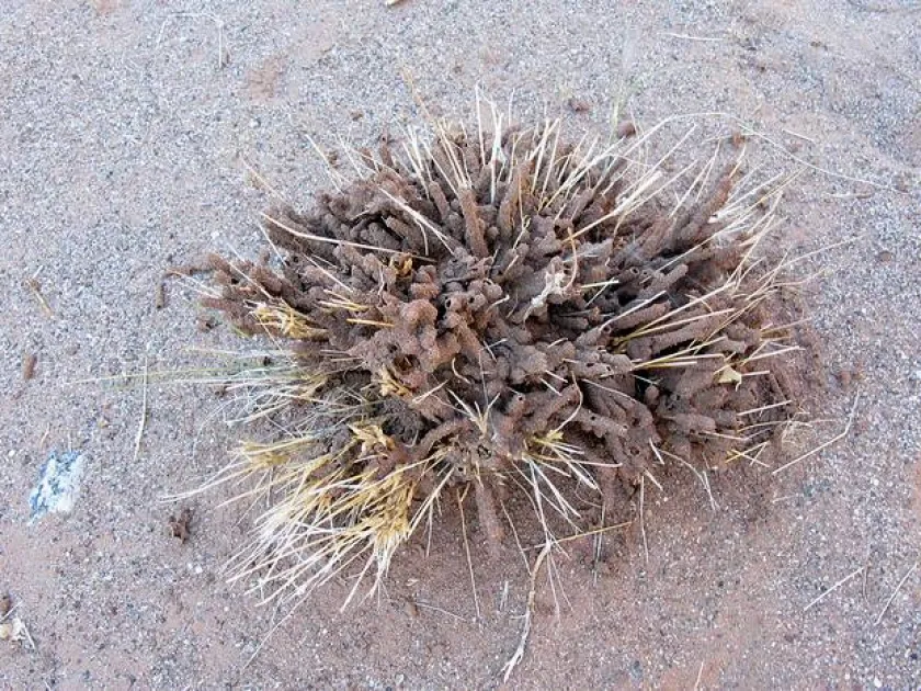 Amitermes acutus