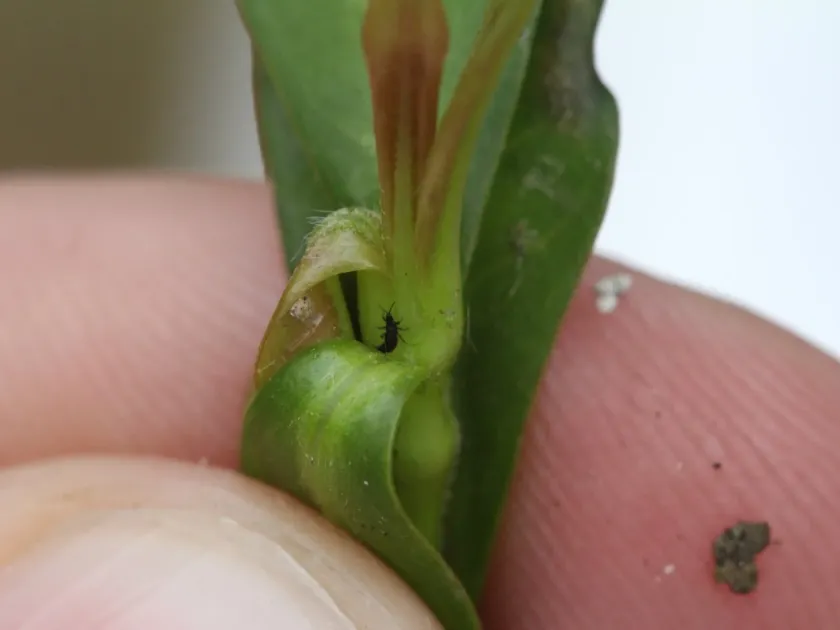 Anderson's thrips