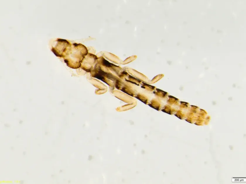 Anaticola
